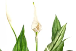 Dehner Einblatt - Spathiphyllum 'Silver Cupido' Dunkelgrün Online