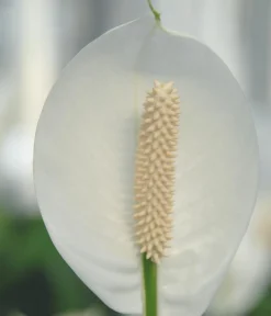 Dehner Einblatt - Spathiphyllum wallisii 'Silvana' Weiß Hot