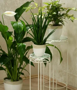 Dehner Einblatt - Spathiphyllum wallisii 'Silvana' Weiß Hot