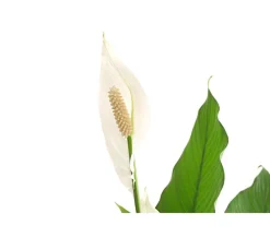 Dehner Einblatt - Spathiphyllum wallisii 'Sebastian' Weiß New