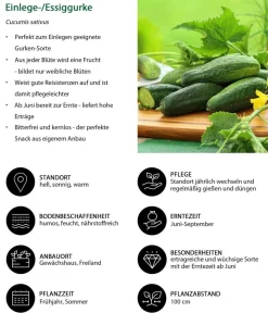 Dehner Zucchini- & Gurkenpflanzen - Einlege-/Essiggurke Grün