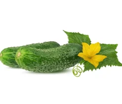 Dehner Zucchini- & Gurkenpflanzen - Einlege-/Essiggurke Grün