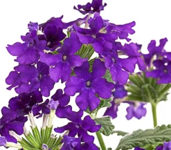 Dehner Terrassenpflanzen|Sommerblumen > Eisenkraut
