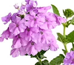 Dehner Eisenkraut Rosa