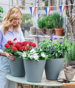 Dehner Terrassenpflanzen|Sommerblumen - Eisenkraut Rot