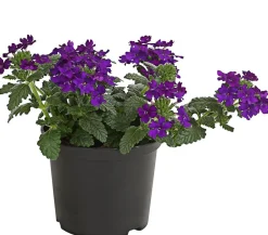 Dehner Terrassenpflanzen|Sommerblumen > Eisenkraut, hängend