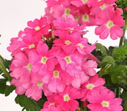 Dehner Eisenkraut, hängend Rosa Sale
