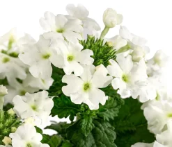 Dehner Terrassenpflanzen|Sommerblumen - Eisenkraut, hängend Weiß