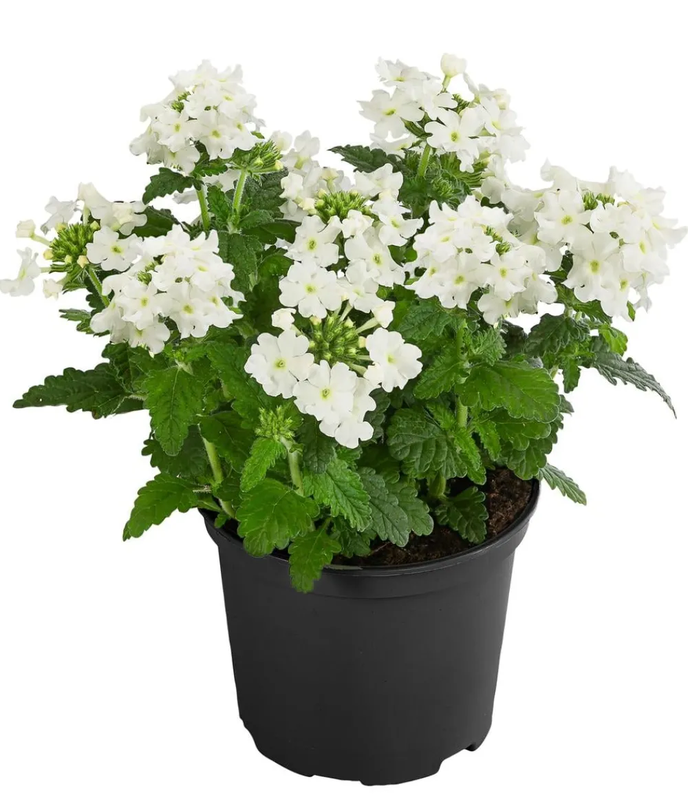Dehner Terrassenpflanzen|Sommerblumen - Eisenkraut, hängend Weiß
