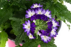 Dehner Hängende Sommerblüher|Sommerblumen > Eisenkraut 'Knutschfleck', verschiedene Farben