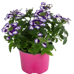 Dehner Hängende Sommerblüher|Sommerblumen > Eisenkraut 'Knutschfleck', verschiedene Farben