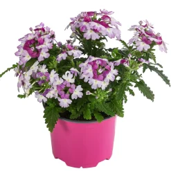 Dehner Hängende Sommerblüher|Sommerblumen > Eisenkraut 'Knutschfleck', verschiedene Farben