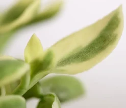 Dehner Eiskraut Hot