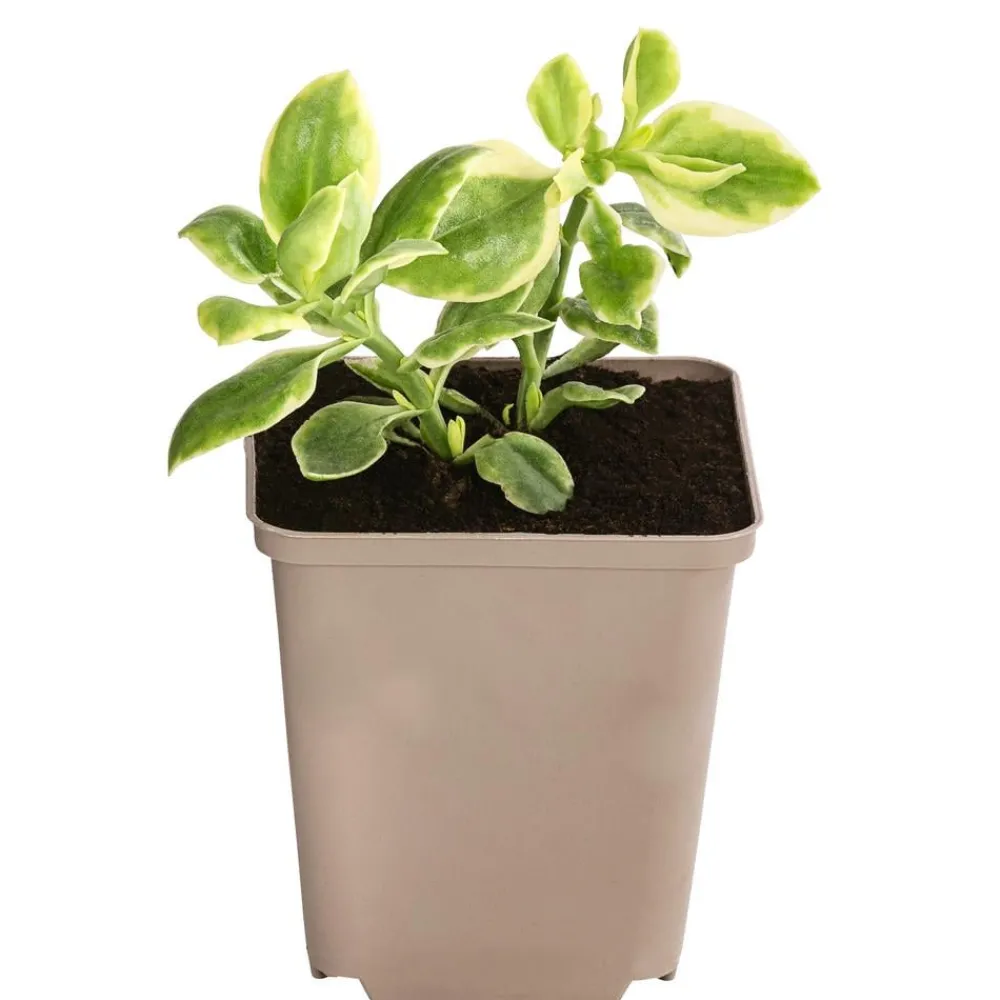 Dehner Eiskraut Hot