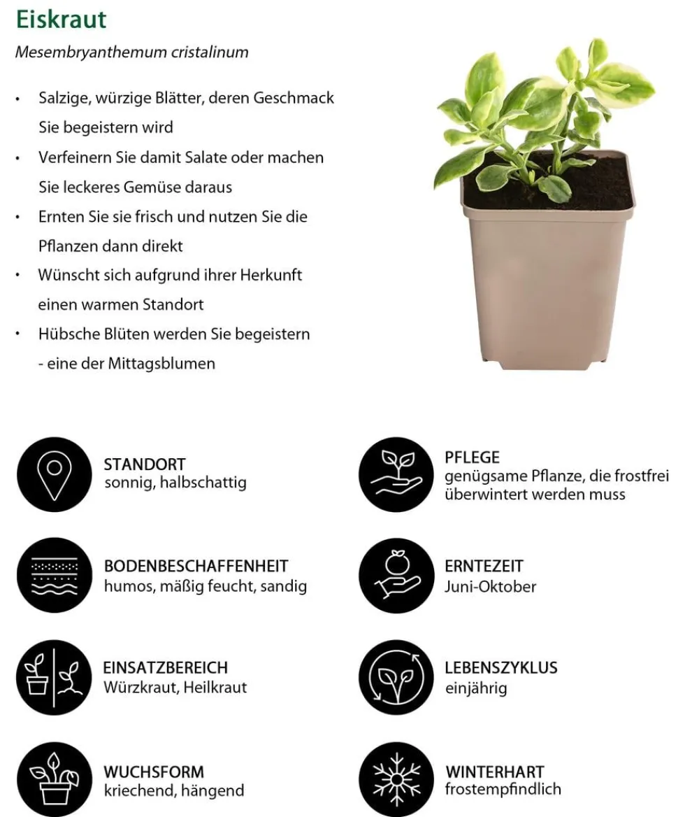 Dehner Eiskraut Hot