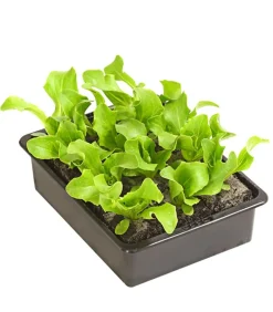 Dehner Kohl- & Salatpflanzen > Eissalat, lausresistent, 12er Schale