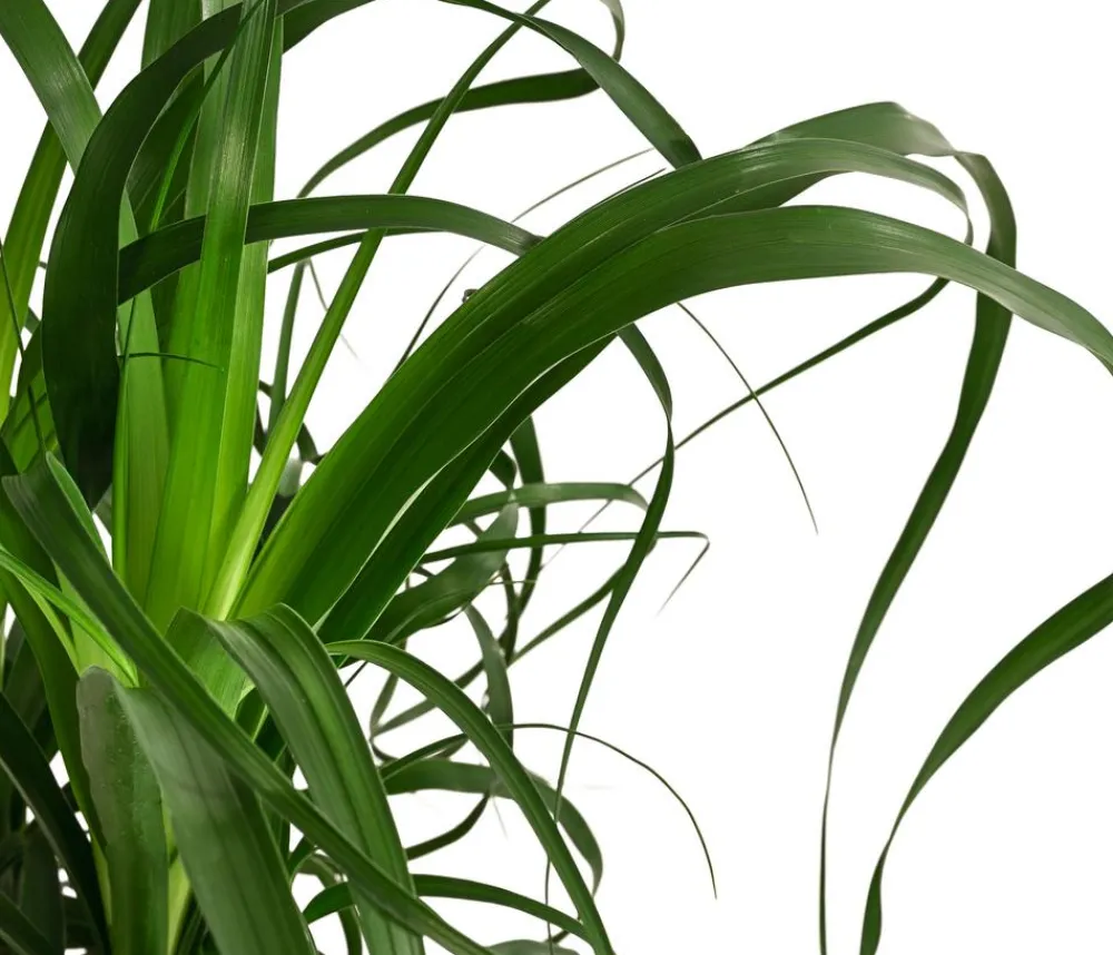 Dehner Hydropflanzen|Grünpflanzen > Elefantenfuß - Beaucarnea recurvata, Hydrokultur