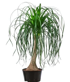 Dehner Elefantenfuß - Beaucarnea recurvata, Hydrokultur Grün New