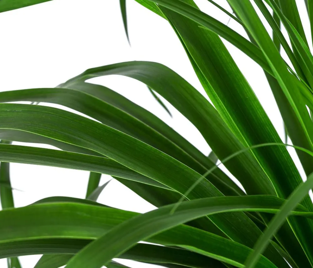 Dehner Elefantenfuß - Beaucarnea recurvata, Hydrokultur Grün New
