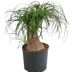 Dehner Hydropflanzen|Grünpflanzen - Elefantenfuß - Beaucarnea recurvata, Hydrokultur Grün