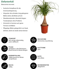 Dehner Grünpflanzen|Solitärpflanzen > Elefantenfuß - Beaucarnea recurvata
