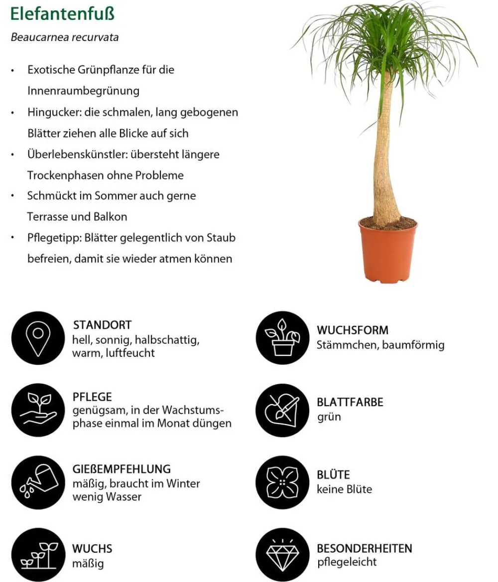 Dehner Grünpflanzen|Solitärpflanzen > Elefantenfuß - Beaucarnea recurvata