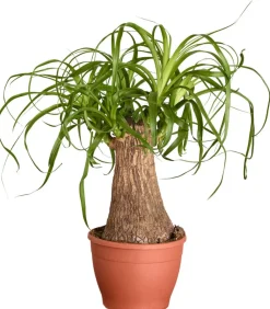 Dehner Elefantenfuß - Beaucarnea recurvata Grün Sale
