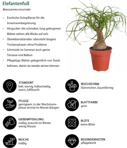 Dehner Elefantenfuß - Beaucarnea recurvata Grün Hot