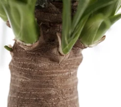 Dehner Elefantenfuß - Beaucarnea recurvata Grün Hot