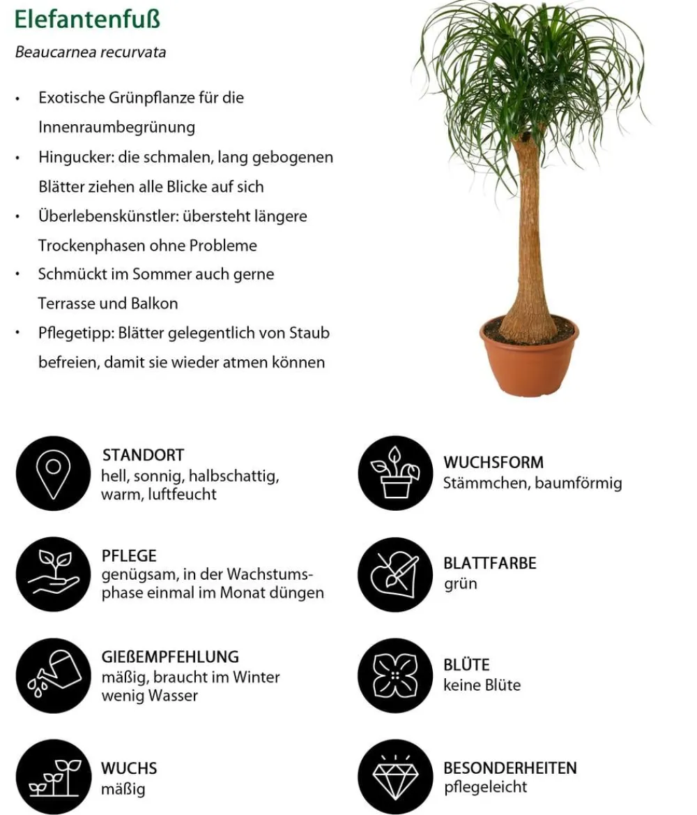 Dehner Grünpflanzen|Solitärpflanzen - Elefantenfuß - Beaucarnea recurvata Grün