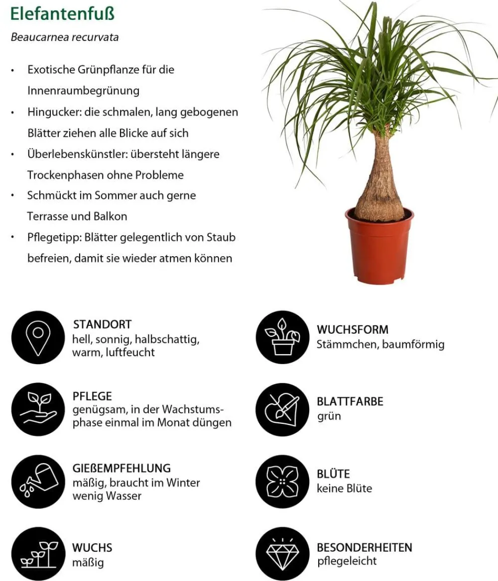 Dehner Grünpflanzen|Solitärpflanzen - Elefantenfuß - Beaucarnea recurvata Grün