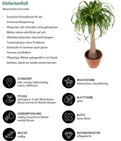 Dehner Grünpflanzen|Solitärpflanzen - Elefantenfuß - Beaucarnea recurvata Grün