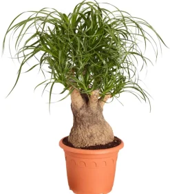Dehner Elefantenfuß - Beaucarnea recurvata, verzweigt Grün New