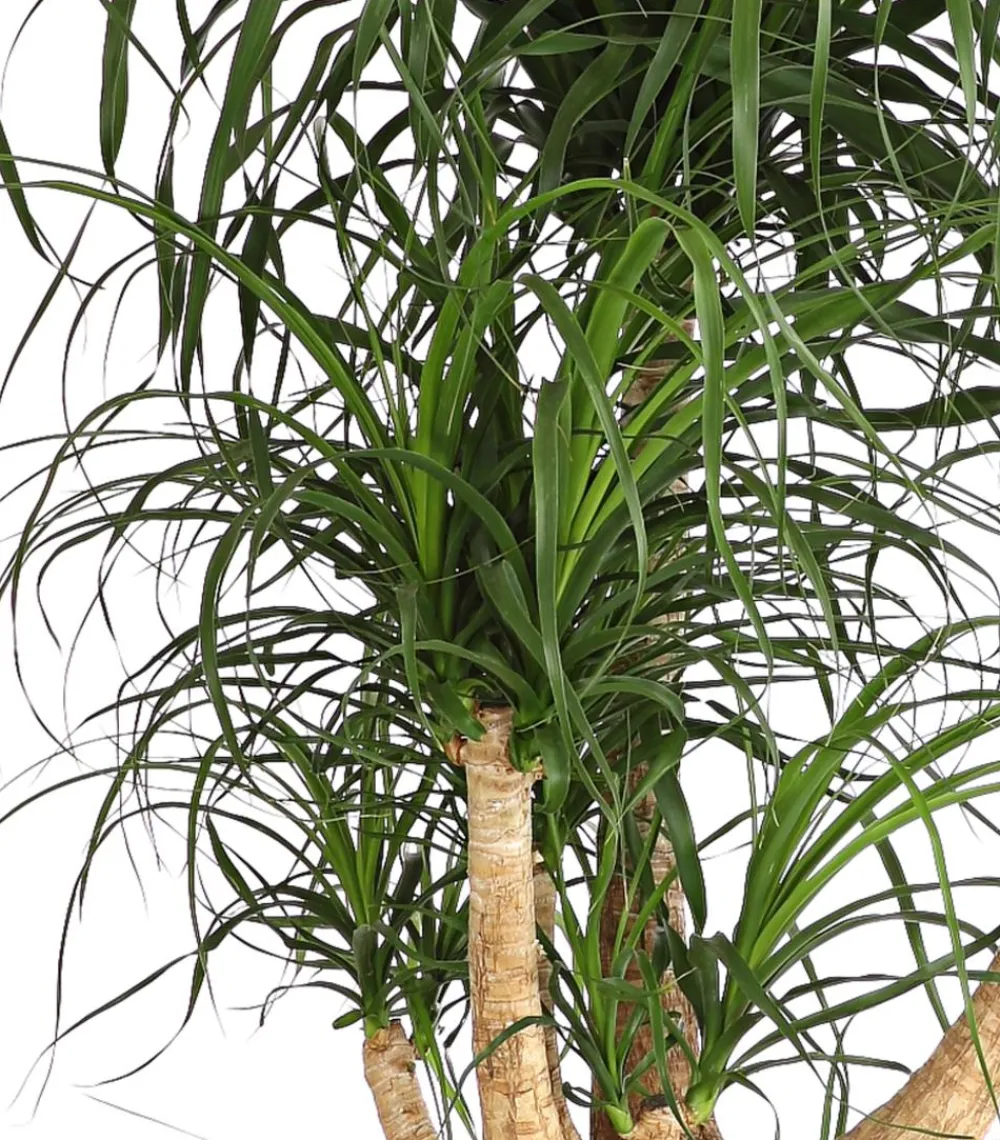 Dehner Elefantenfuß - Beaucarnea recurvata, verzweigt Grün