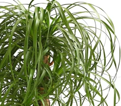 Dehner Elefantenfuß - Beaucarnea recurvata, verzweigt Grün Best