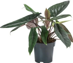 Dehner Elefantenohr - Alocasia scalprum Dunkelgrün Sale