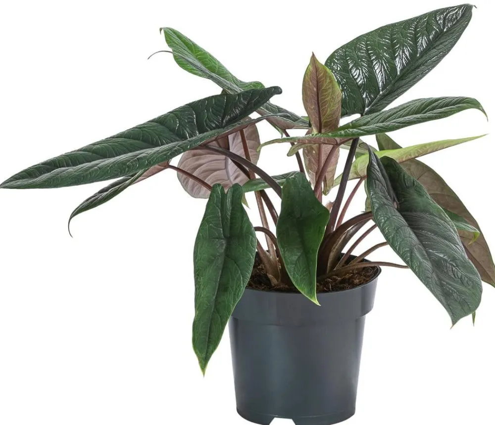 Dehner Elefantenohr - Alocasia scalprum Dunkelgrün Sale