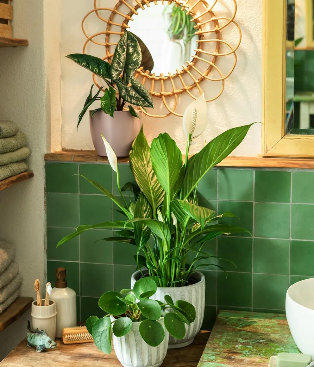 Dehner Elefantenohr - Alocasia scalprum Dunkelgrün Sale