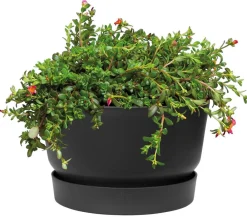 Elho Blumenampeln & -Schalen|Blumentöpfe & Übertöpfe > Kunststoff-Schale Greenville, ca. Ø33/H19,5 cm