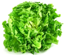 Dehner Kohl- & Salatpflanzen > Endiviensalat 'Diva', 12er Schale