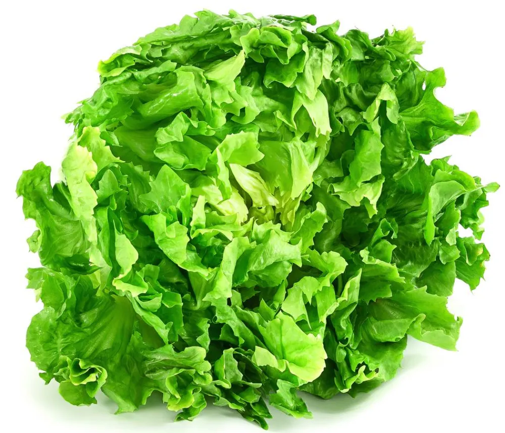 Dehner Kohl- & Salatpflanzen > Endiviensalat 'Diva', 12er Schale
