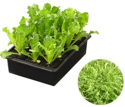 Dehner Kohl- & Salatpflanzen - Endiviensalat 'Frisee', 6er Schale Grün
