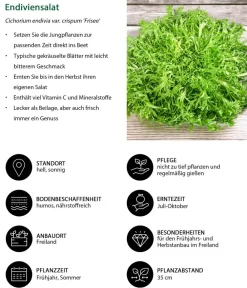Dehner Kohl- & Salatpflanzen - Endiviensalat 'Frisee', 6er Schale Grün
