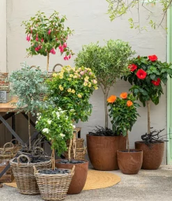 Dehner Terrassenpflanzen - Enzianstrauch, Stämmchen Weiß