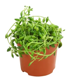 Dehner Sukkulenten|Grünpflanzen - Erbsenpflanze - Senecio herreanus Grün