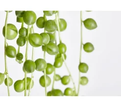 Dehner Sukkulenten|Grünpflanzen > Erbsenpflanze - Senecio rowleyanus
