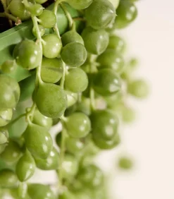 Dehner Erbsenpflanze - Senecio rowleyanus Grün Sale