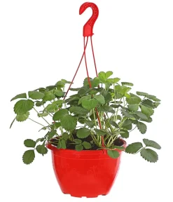Dehner Erdbeer-Ernte Erdbeerampel Rot Discount