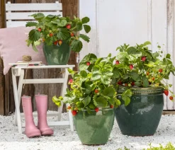 Dehner Erdbeer-Ernte Erdbeere 'Elan' Rot Clearance