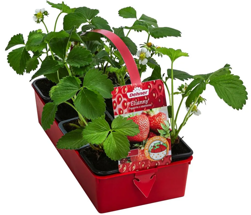 Dehner Erdbeer-Ernte Erdbeere 'Elianny', 8er-Schale Rot New